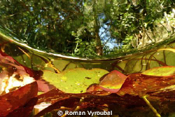 Summer Colors
 by Roman Vyroubal 